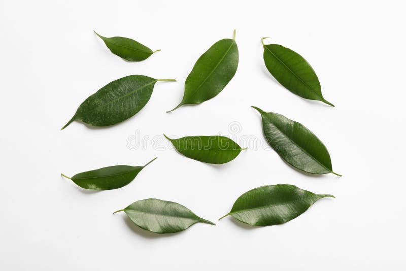 Frischer grüner Ficus verlässt auf weißem Hintergrund lizenzfreie stockfotografie