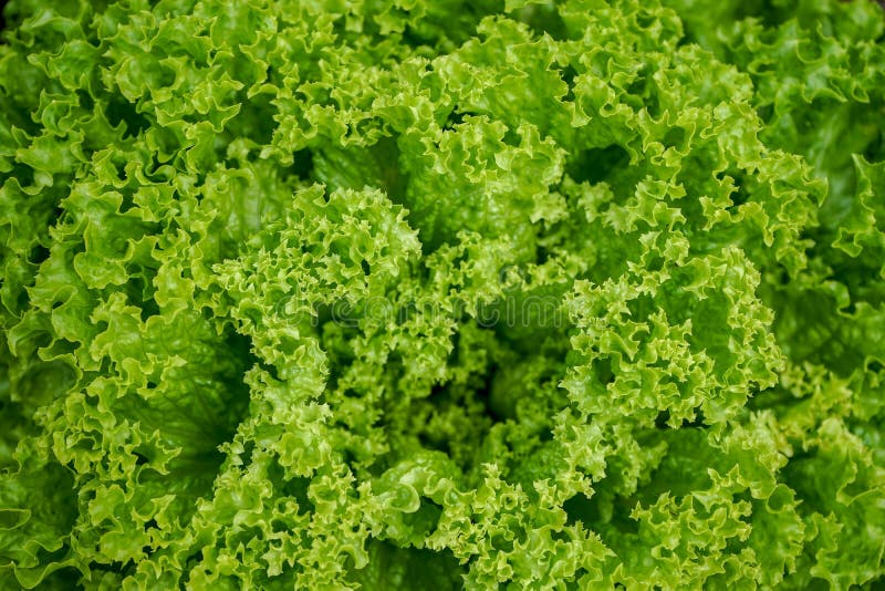 Frischer grüner Kopfsalat verlässt für Salat, der Sativa Lactuca stockbilder Frischer grüner Kopfsalat verlässt für Salat, der Sativa Lactuca stockbilder