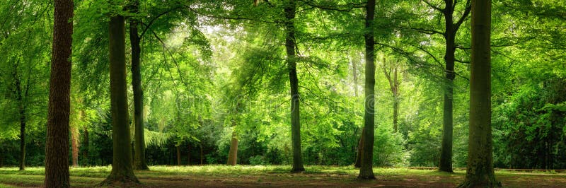 Frischer grüner Wald im träumerischen weichen Licht lizenzfreies stockfoto