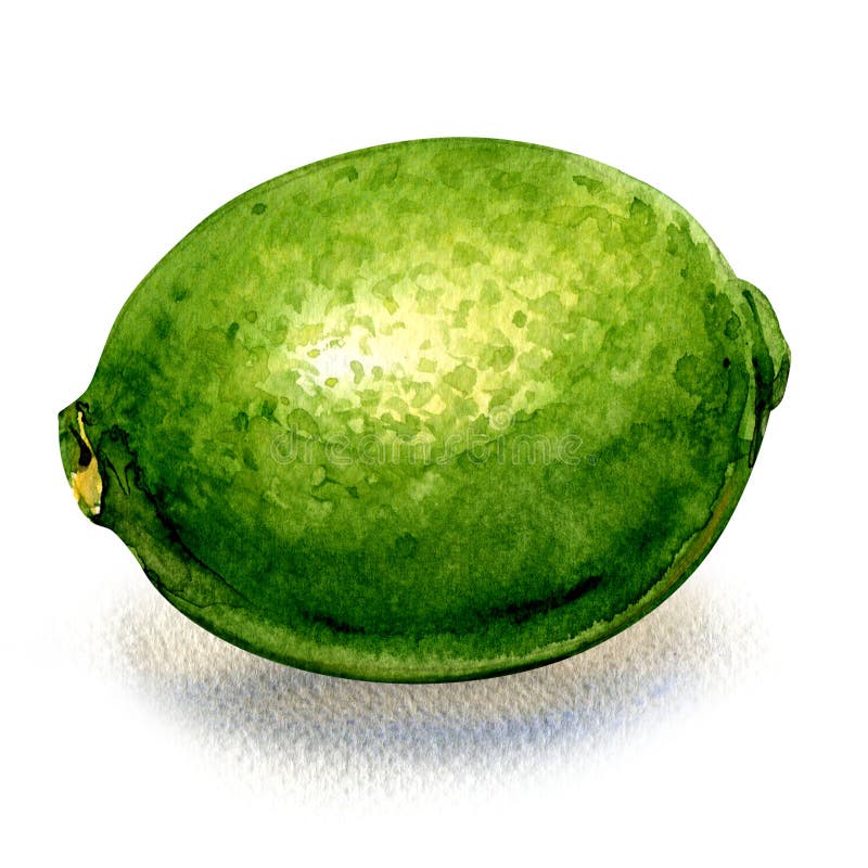 Frischer grüner Zitrusfruchtkalk, ganze Frucht lokalisiert, Aquarellillustration auf Weiß lizenzfreie abbildung