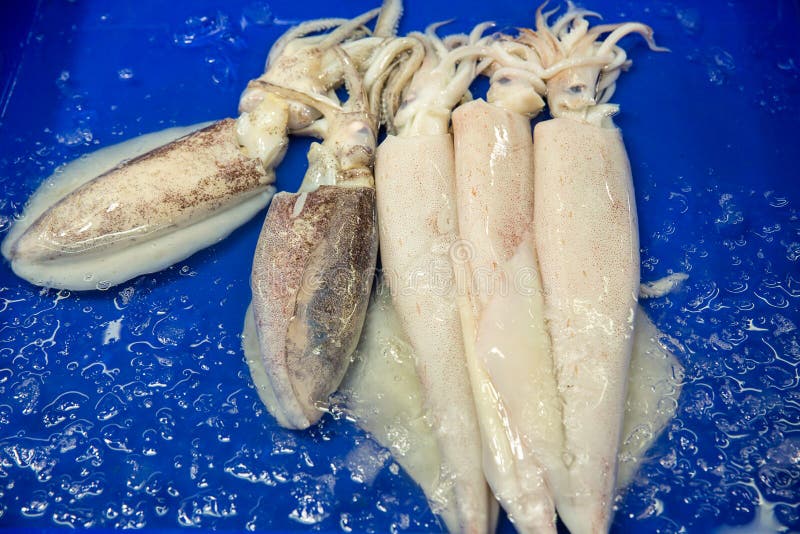 Frischer Kalmar auf dem Markt f? r Verkauf Wei? e rohe Kalmarmeeresfr? chte im Frischmarkt Rohe Kraken-Fische auf Eis f? r Verkauf stockfoto