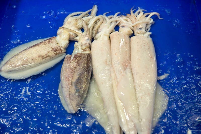 Frischer Kalmar auf dem Markt f? r Verkauf Wei? e rohe Kalmarmeeresfr? chte im Frischmarkt Rohe Kraken-Fische auf Eis f? r Verkauf stockfotos