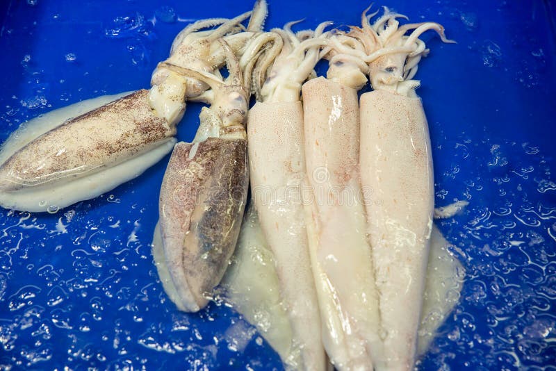 Frischer Kalmar auf dem Markt f? r Verkauf Wei? e rohe Kalmarmeeresfr? chte im Frischmarkt Rohe Kraken-Fische auf Eis f? r Verkauf stockbild