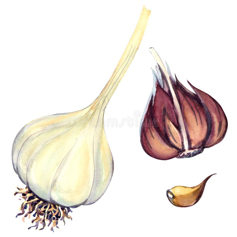 Frischer Knoblauch lokalisiert auf weißem Hintergrund stock abbildung