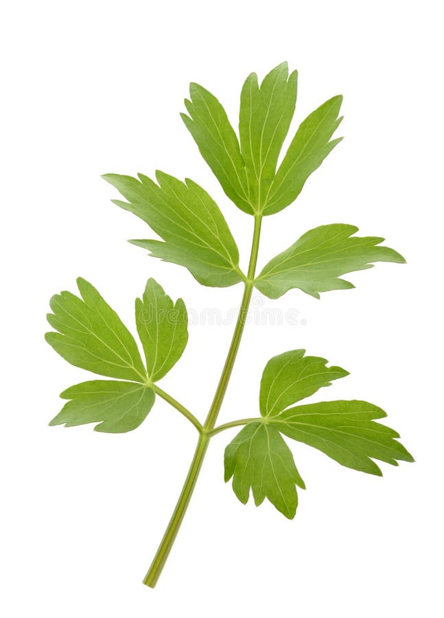 Frischer Liebstöckelzweig (Levisticum officinale) lokalisiert auf weißem Hintergrund