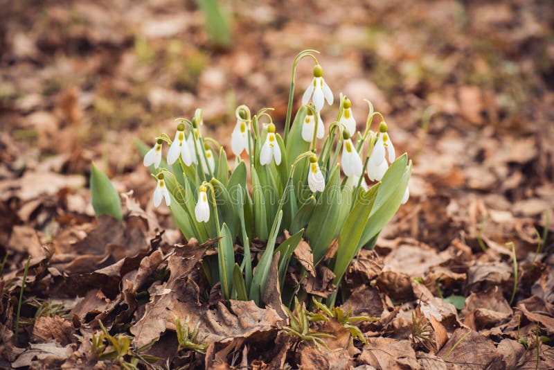 frisches Frühlingsschneeglöckchen blüht in der der Waldglücklichen Einladungskarte Frauen Tagesam 8. märz Makroschuß des selektiv lizenzfreie stockfotos frisches Frühlingsschneeglöckchen blüht in der der Waldglücklichen Einladungskarte Frauen Tagesam 8. märz Makroschuß des selektiv lizenzfreie stockfotos