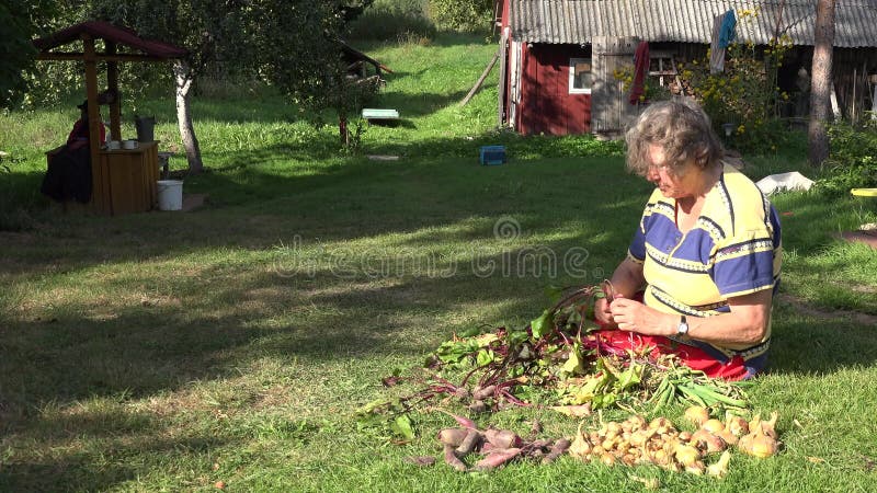 Frisches Gemüse Rote-Bete-Wurzeln des älteren Landfrauenprozesses im ländlichen Hausyard 4K