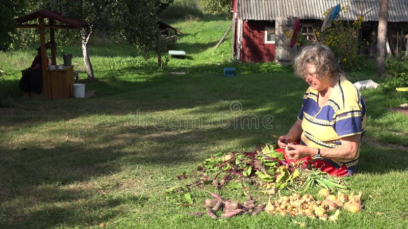 Frisches Gemüse Rote-Bete-Wurzeln des älteren Landwirtfrauenprozesses im ländlichen Hausyard 4K