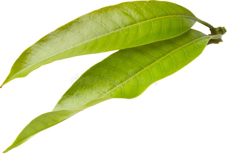 Frisches grünes tropisches lokalisierter weißer Hintergrund der Mango Blatt lizenzfreie stockfotografie