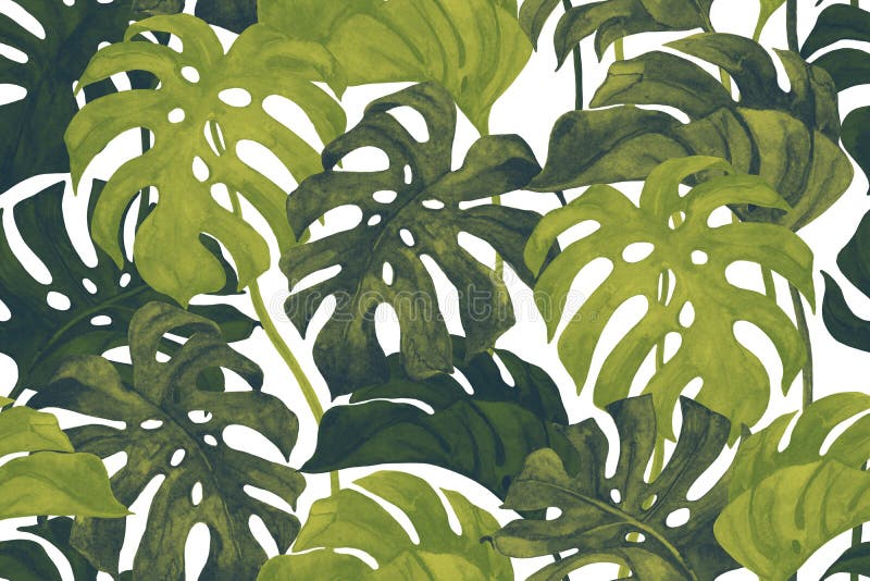 Frisches Grüne monstera lässt auf weißem Hintergrund. botanische Kunst zu machen. stock abbildung