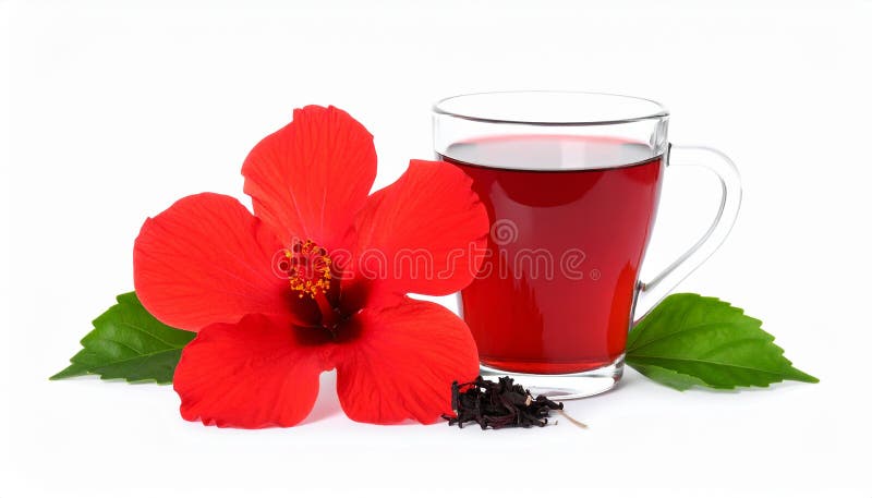 Frischgebrühter Hibiskustee und rote Blume, isoliert auf weiß stock abbildung