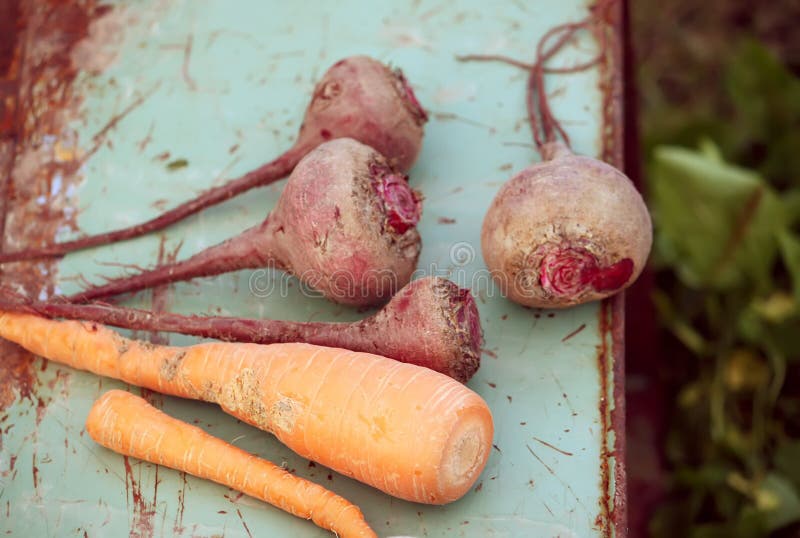 Frischgemüsekarotten und -rote Rüben stockfoto Frischgemüsekarotten und -rote Rüben stockfoto