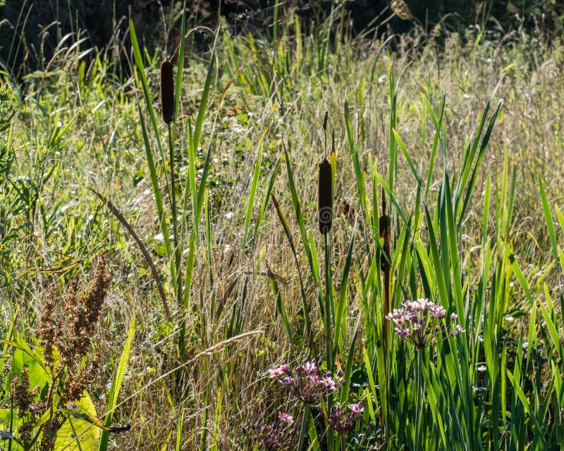 Frischwasserbankvegetation mit Blumenbinse und Binse lizenzfreies stockbild Frischwasserbankvegetation mit Blumenbinse und Binse lizenzfreies stockbild
