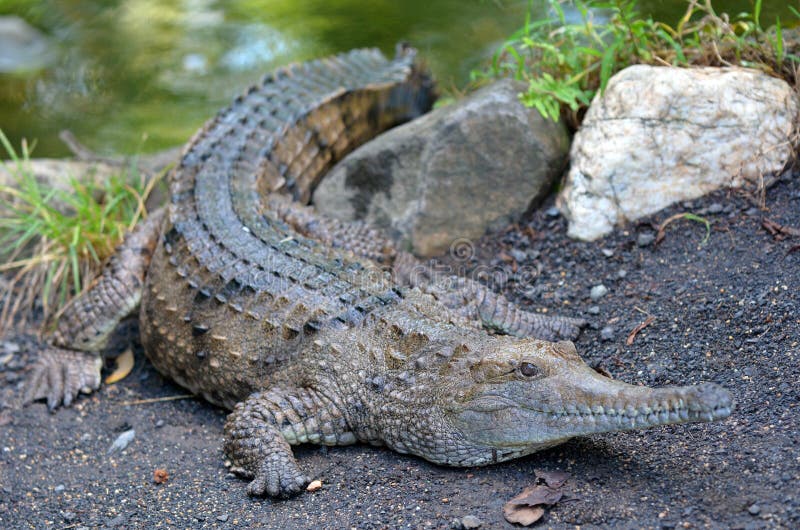 Frischwasserkrokodil auf einer Flussbank lizenzfreie stockbilder Frischwasserkrokodil auf einer Flussbank lizenzfreie stockbilder