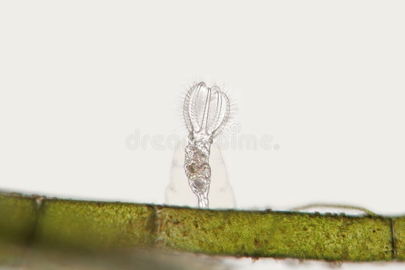 Frischwasserrädertier Stephanoceros-fimbriatus auf faserigen Algen lizenzfreies stockfoto Frischwasserrädertier Stephanoceros-fimbriatus auf faserigen Algen lizenzfreies stockfoto