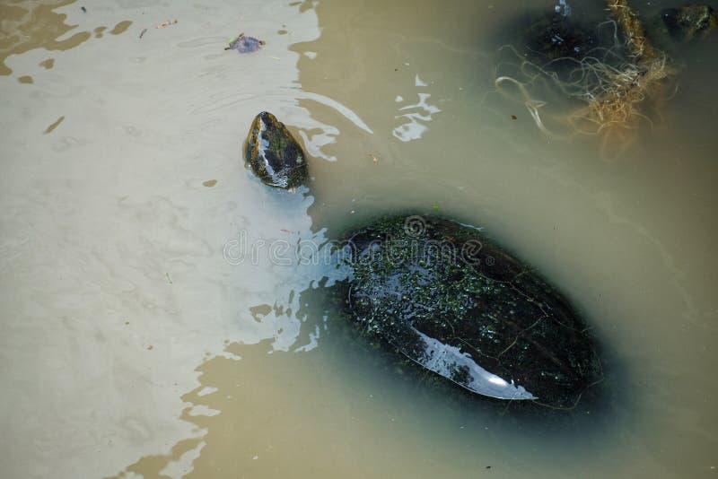 Frischwasserschildkröte schwimmt im Fluss stockfotos Frischwasserschildkröte schwimmt im Fluss stockfotos