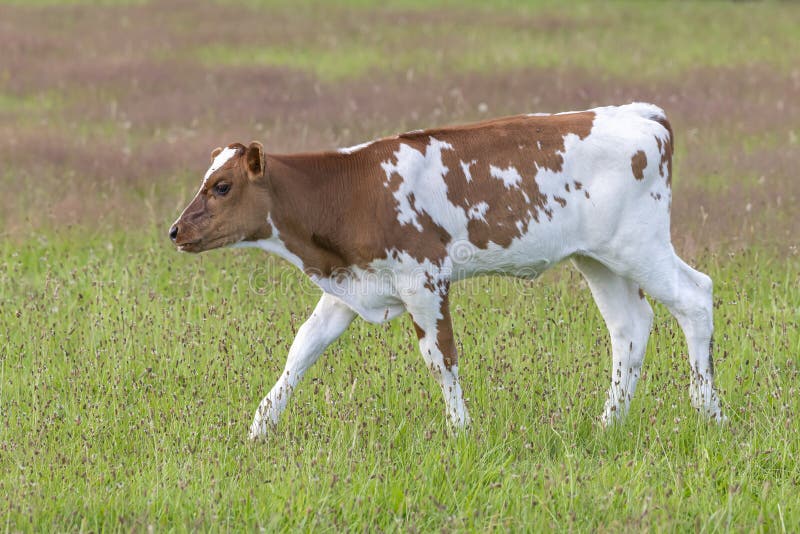 Frisian red and white Dutch calf in a summery green meadow