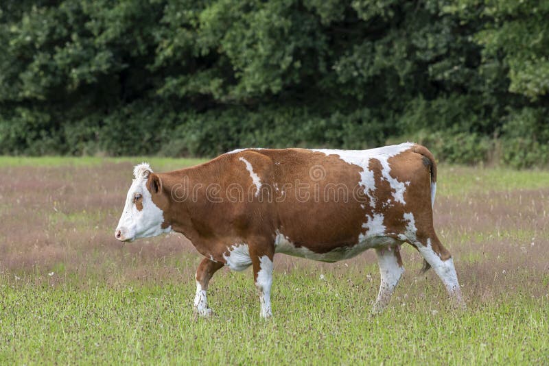 Frisian red and white Dutch cow in a summery green meadow