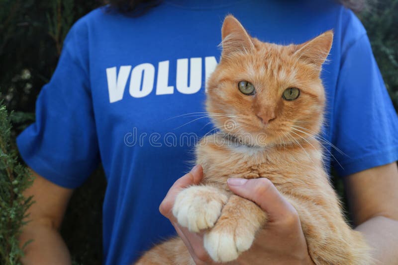 Volunteer with homeless cat in animal shelter. Volunteer with homeless cat in animal shelter