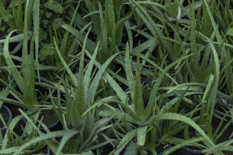 Friska färska aloe vera-växter royaltyfri bild