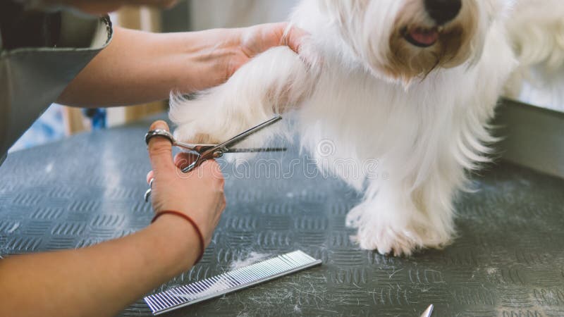 Frisyr scissors vit hundkapplöpning Hund som ansar i ansasalongen grund fokus