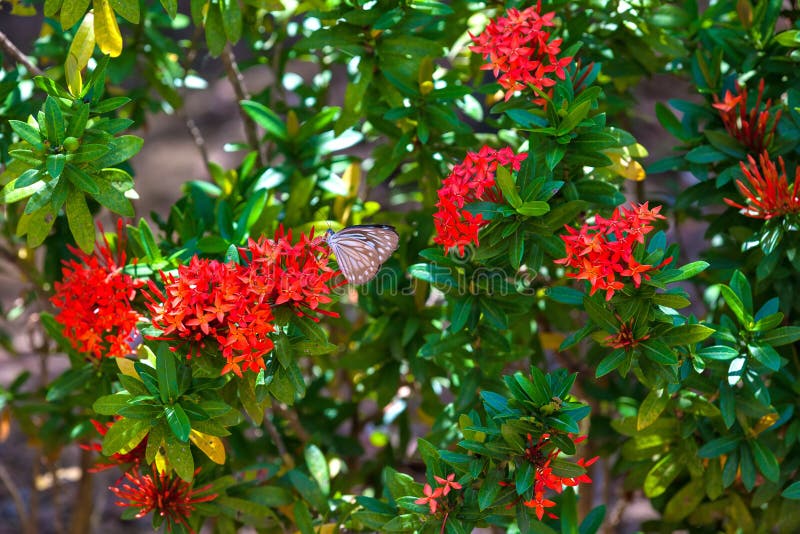 Fritillaire de Golfe Euptoieta claudia à la plantation de butterflys dedans photographie stock libre de droits Fritillaire de Golfe Euptoieta claudia à la plantation de butterflys dedans photographie stock libre de droits