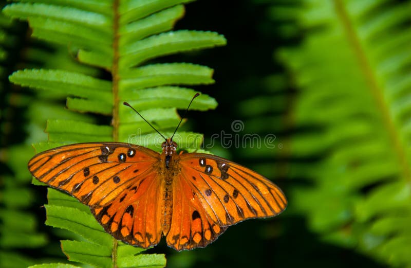 Fritillaire de Golfe exposant au soleil sur Fern Frond images stock Fritillaire de Golfe exposant au soleil sur Fern Frond images stock