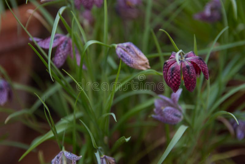 Fritillaire tête de serpents sauvage - meleagris de Fritillaria, Worcestershire Fleur d'échecs photo libre de droits Fritillaire tête de serpents sauvage - meleagris de Fritillaria, Worcestershire Fleur d'échecs photo libre de droits