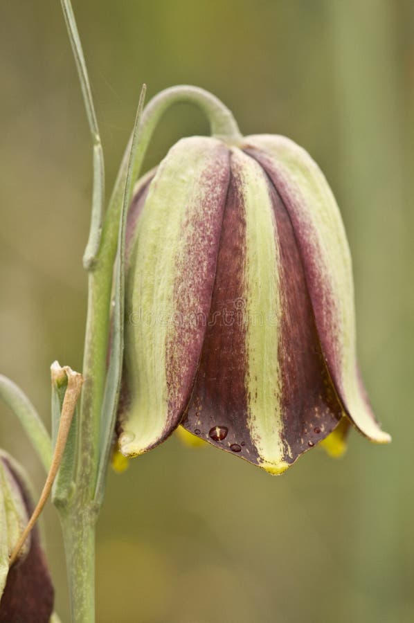 Fritillaria Hispanica Snakehead Fritillary Checked Lily Beautiful Bell ...