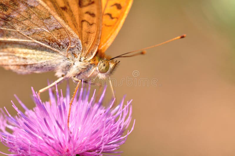серебр fritillary бабочки помыл стоковые изображения