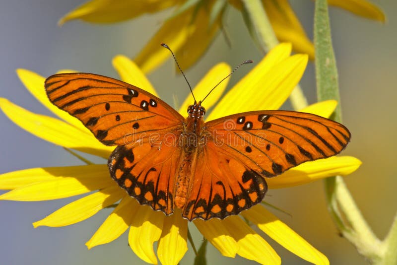 Gulf fritillary on yellow flower, with wings open. Gulf fritillary on yellow flower, with wings open.