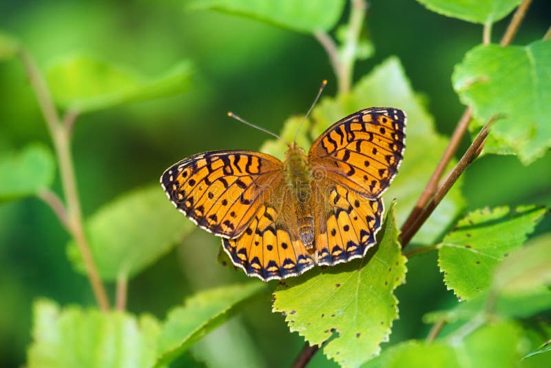 Fritillary för brunt för Skog-äng fjärilshöjdpunkt fotografering för bildbyråer Fritillary för brunt för Skog-äng fjärilshöjdpunkt fotografering för bildbyråer