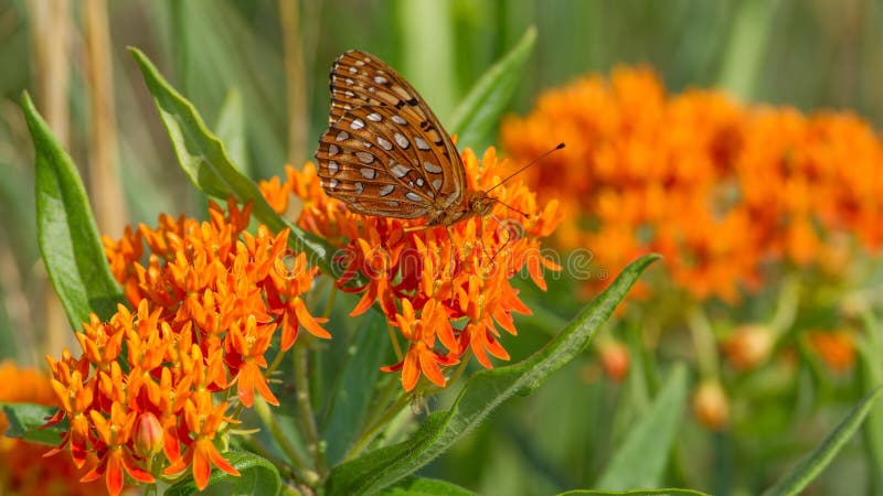 Fritillaryfjärilsart på fjärilsmilkweedblommor i grässlättar av området nordliga Wisconsin för Crexängdjurliv arkivfoto Fritillaryfjärilsart på fjärilsmilkweedblommor i grässlättar av området nordliga Wisconsin för Crexängdjurliv arkivfoto