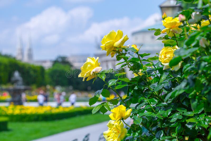 Frodiga blommande gula rosor i rosa tr?dg?rd Volksgarten( people' s park) i Wien ?sterrike royaltyfri fotografi Frodiga blommande gula rosor i rosa tr?dg?rd Volksgarten( people' s park) i Wien ?sterrike royaltyfri fotografi