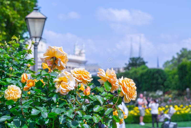 Frodiga blommande orange rosor i rosa tr?dg?rd Volksgarten( people' s park) i Wien ?sterrike arkivbilder Frodiga blommande orange rosor i rosa tr?dg?rd Volksgarten( people' s park) i Wien ?sterrike arkivbilder