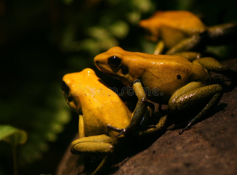 are frogs nocturnal are frogs nocturnal
