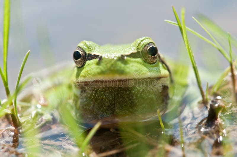 Frog