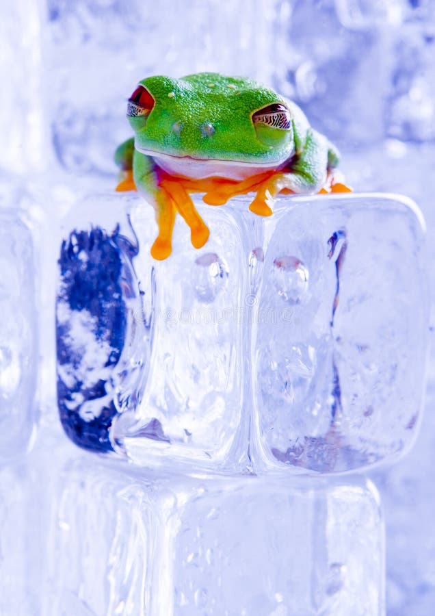 Cold frog stock image. Image of cold, amphibians, damp - 1890391