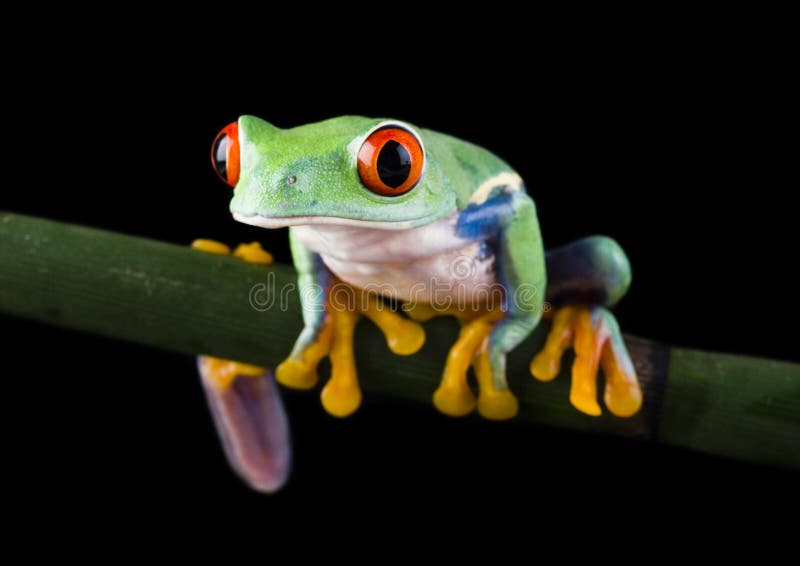Frog in pocket stock image. Image of environment, pants 3593305
