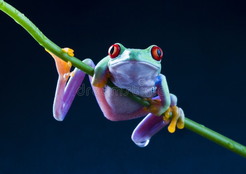 Frog malé zvíře s hladkou kůži a dlouhé nohy, které se používají pro skákání.