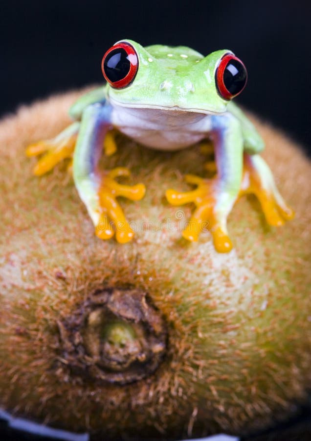 Frog