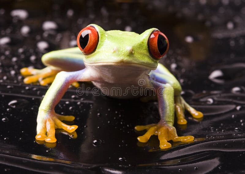 Frog