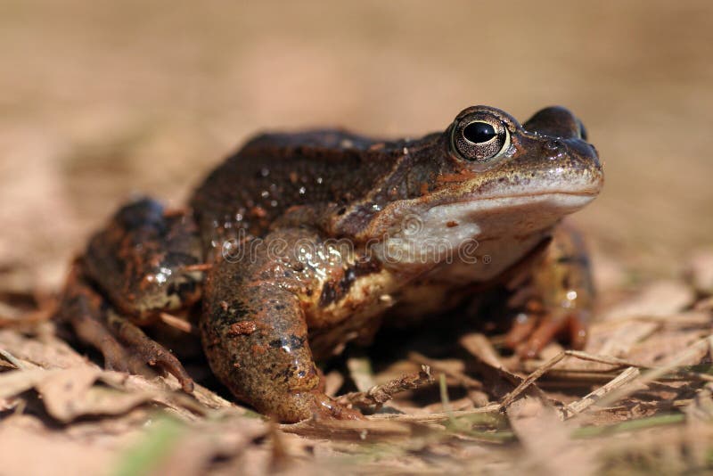 Frog