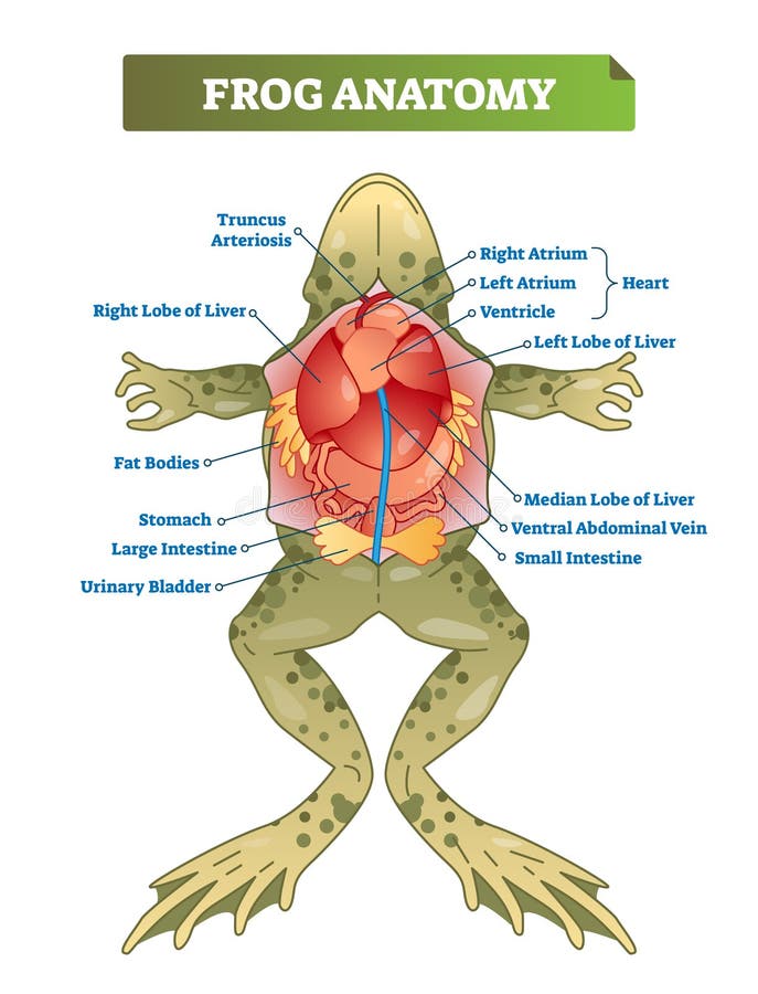 Frog Anatomy Stock Illustrations – 661 Frog Anatomy Stock Illustrations