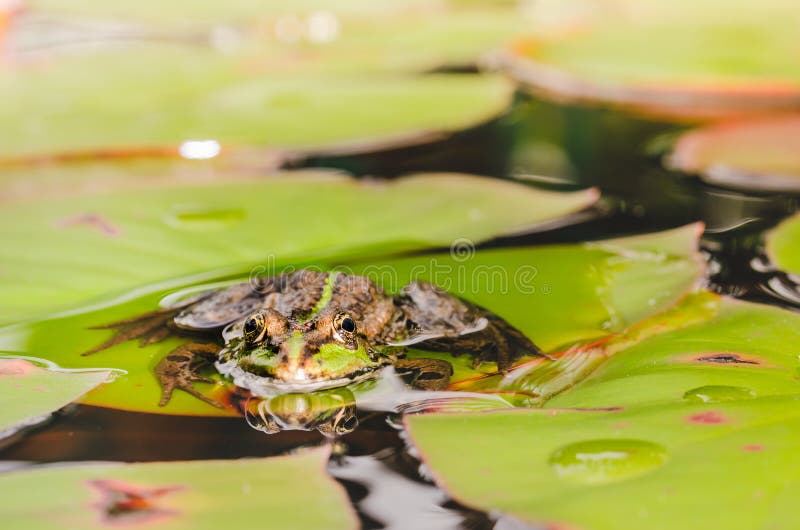 Frog. Beautiful Nature. Frog Sitting on the Lily Leaf in Pond Stock