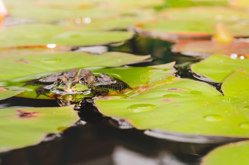 Frog. Beautiful Nature. Frog Sitting on the Lily Leaf in Pond Stock