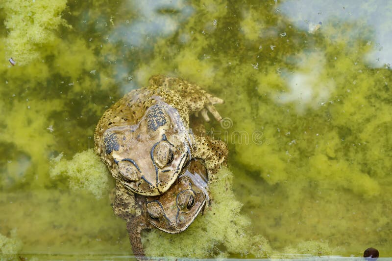 Breeding Frog Couple In The Summer Garden Stock Image Image of