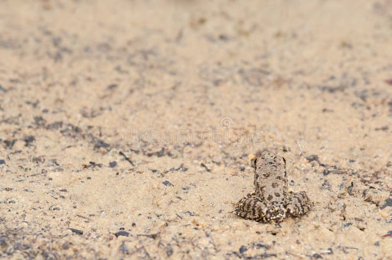 Frog Camouflage stock photo
