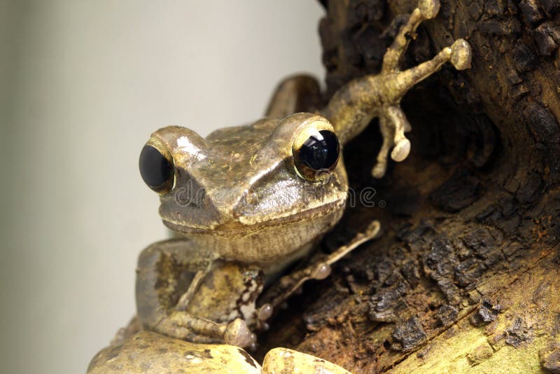 Frog Close-up