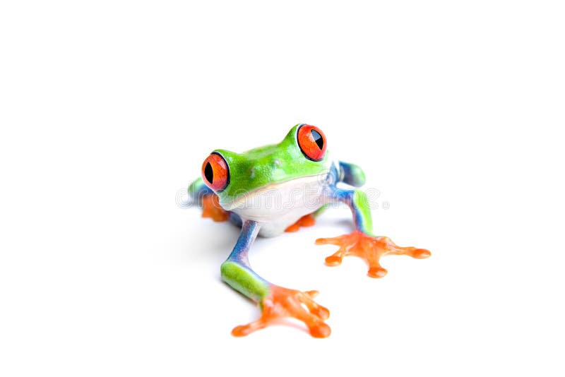 Frog closeup isolated on white. Red-eyed tree frog (Agalychnis callidryas) closeup isolated on white royalty free stock photos Frog closeup isolated on white. Red-eyed tree frog (Agalychnis callidryas) closeup isolated on white royalty free stock photos